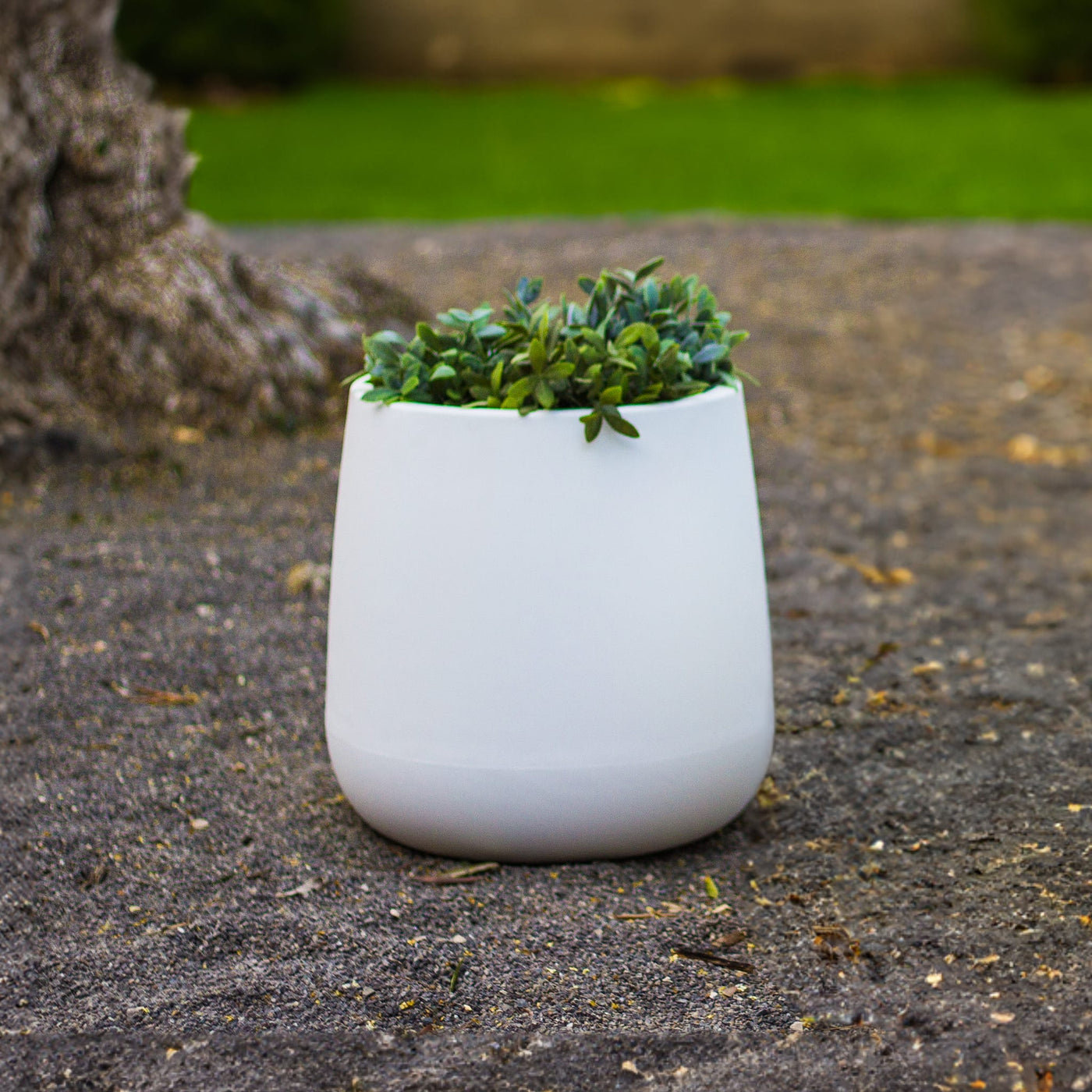 Camelia Premium Pots & Planters
