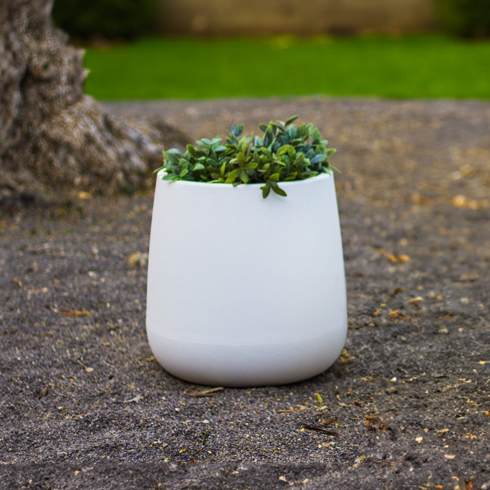 Camelia Premium Pots & Planters