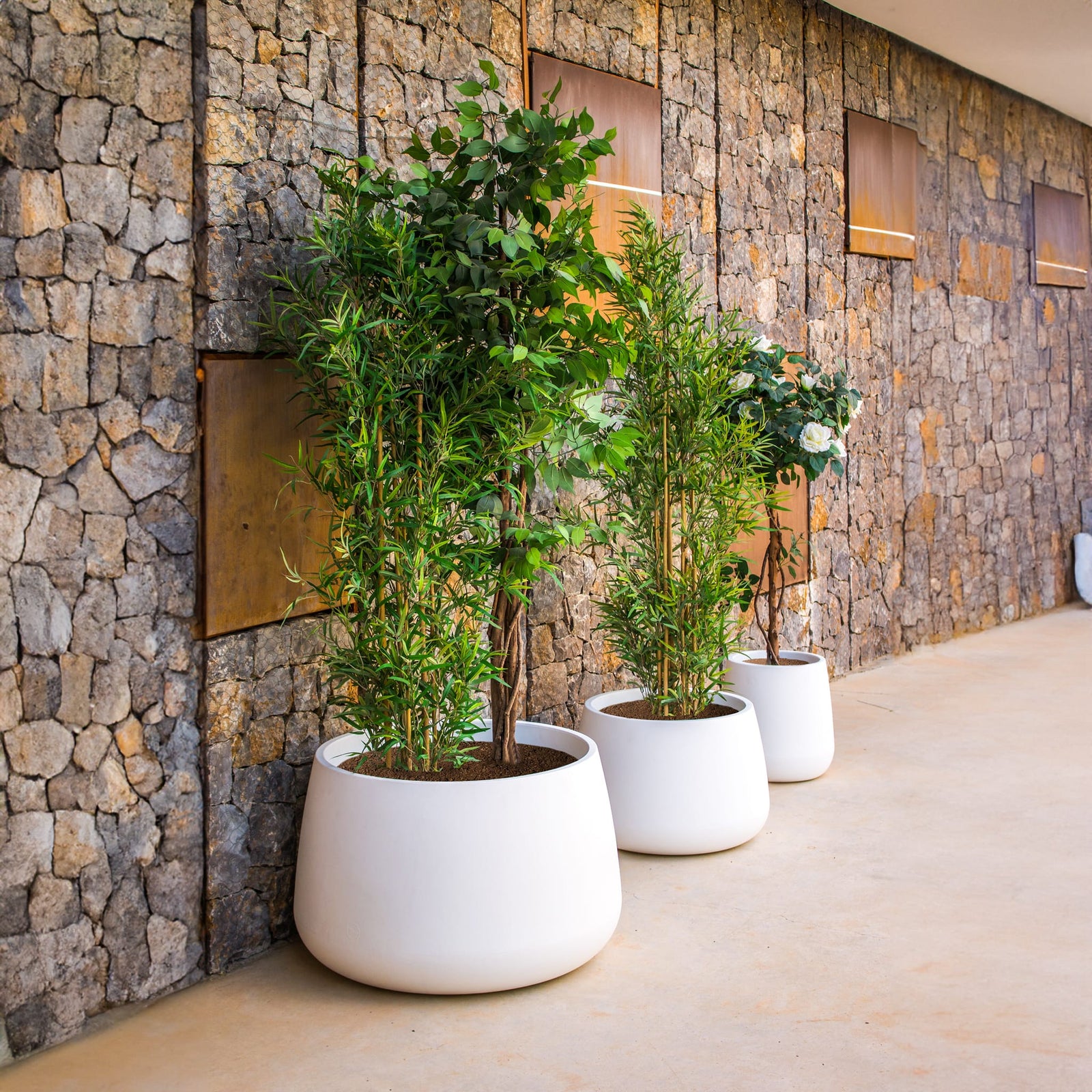 Camelia Premium Pots & Planters