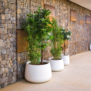 Camelia Premium Pots & Planters