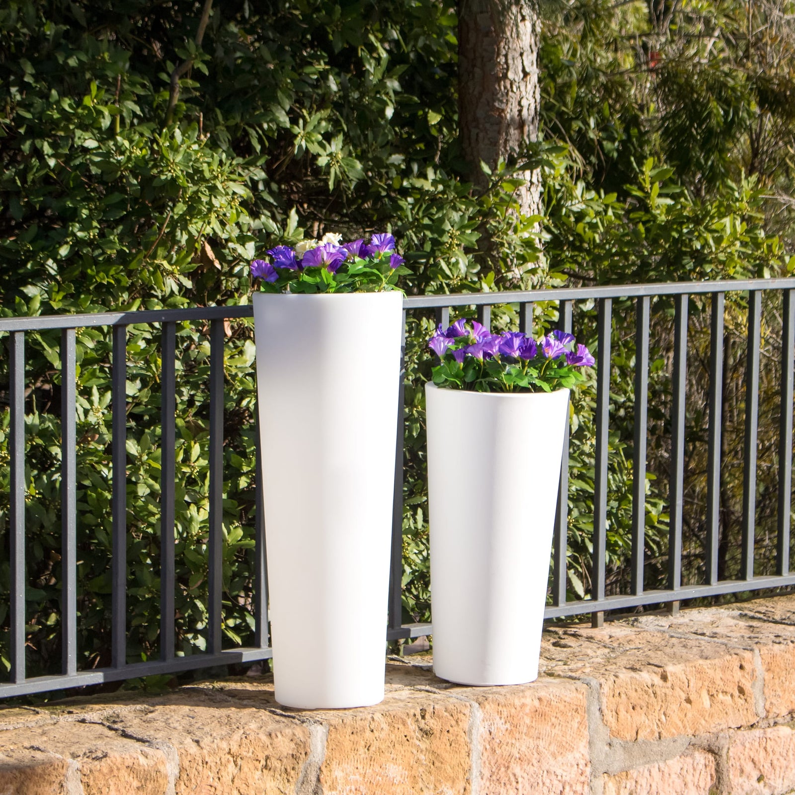 Ficus Premium Pots & Planters